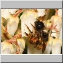 Osmia bicornis - Rote Mauerbiene 01f Paarung - Garten.jpg